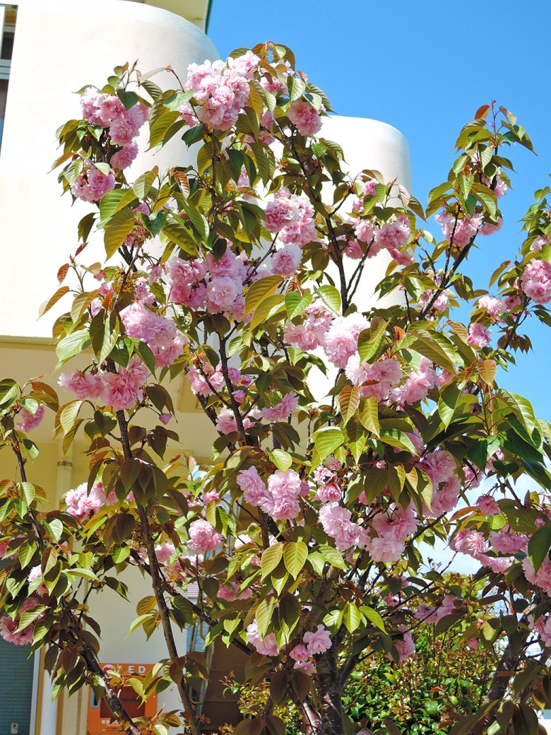 今年の八重桜